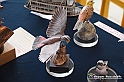 VBS_2214 - 6ª edizione Mostra di Modellismo 2022 - Grugliasco Parco le Serre